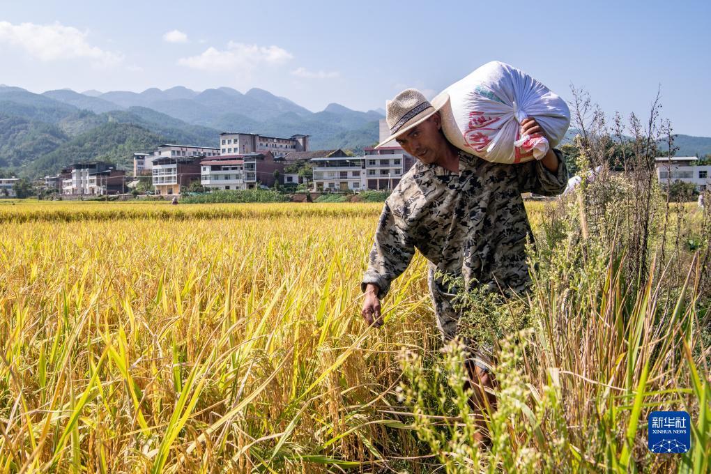澳门老黄金赌城网址